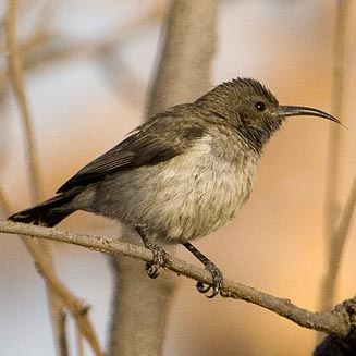 Cinnyris talatala (White-bellied sunbird)