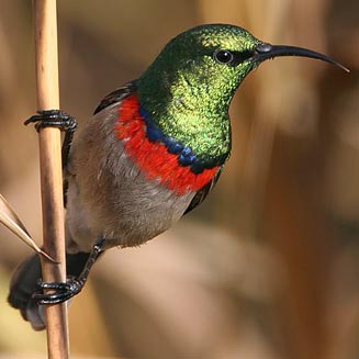 Cinnyris chalybeus (Southern double-collared sunbird, Lesser double-collared sunbird) .
