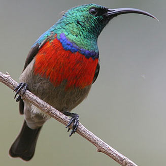 Cinnyris afer (Greater double-collared sunbird) 