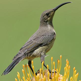 Nectarinia famosa (Malachite sunbird)