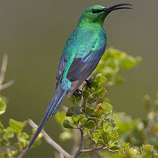 Nectarinia famosa (Malachite sunbird)