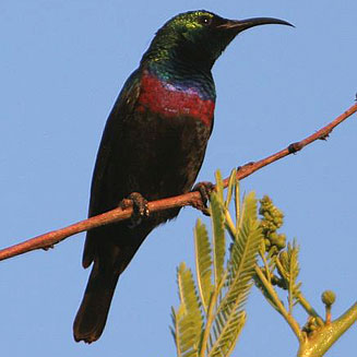 Cinnyris mariquensis (Marico sunbird) 