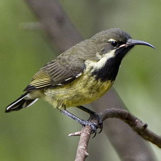 Cinnyris mariquensis (Marico sunbird) 