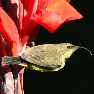 Cinnyris manoensis (Miombo double-collared sunbird)