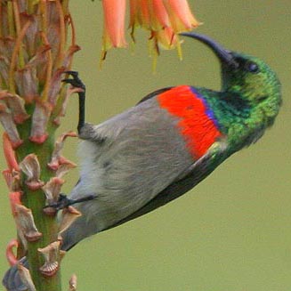 Cinnyris manoensis (Miombo double-collared sunbird)