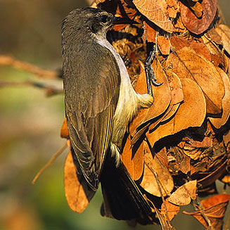 Anthreptes longuemarei (Western Violet-backed sunbird)