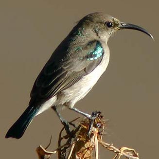 Cyanomitra veroxii (Grey sunbird, Mouse-coloured sunbird)