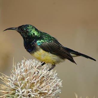 Cinnyris venustus (Variable sunbird, Yellow-bellied sunbird)
