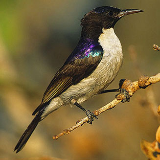 Anthreptes longuemarei (Western Violet-backed sunbird)