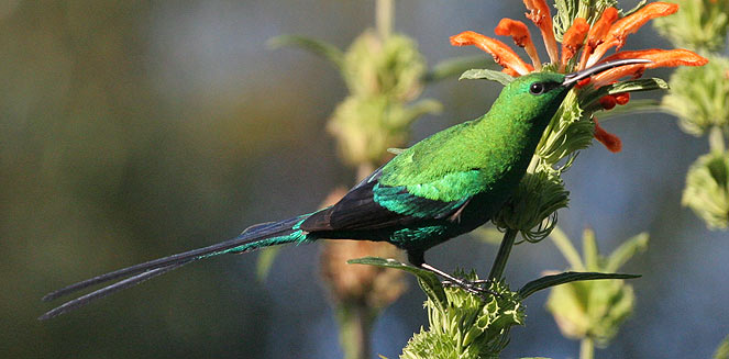Nectarinia famosa (Malachite sunbird)