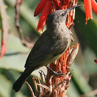 Cinnyris afer (Greater double-collared sunbird) 