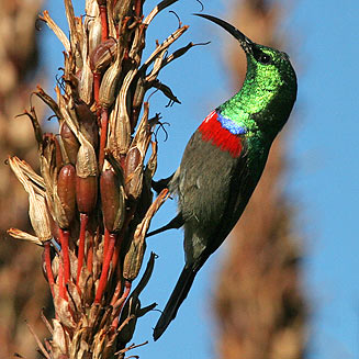 Cinnyris chalybeus (Southern double-collared sunbird, Lesser double-collared sunbird)