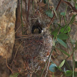 Nectarinia famosa (Malachite sunbird)