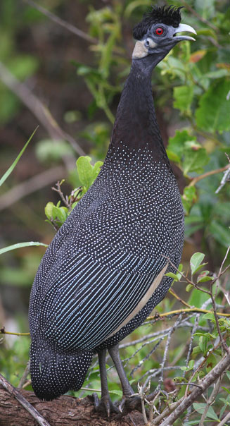 Guttera edouardi (Crested guineafowl) 