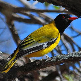 Oriolus larvatus (Black-headed oriole)