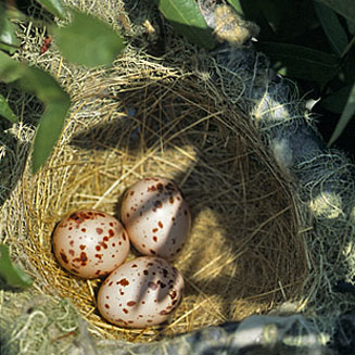 Oriolus auratus (African golden oriole)