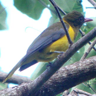 Oriolus chlorocephalus (Green-headed oriole)