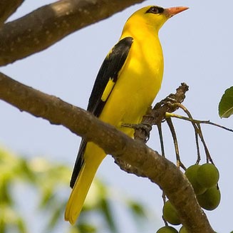 Oriolus oriolus (Eurasian golden oriole, European golden oriole)
