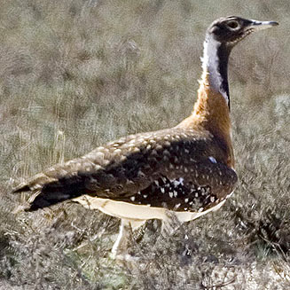 Neotis ludwigii (Ludwig's bustard) 