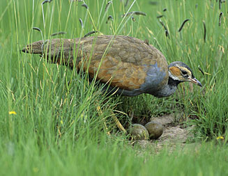 Eupodotis caerulescens (Blue korhaan)