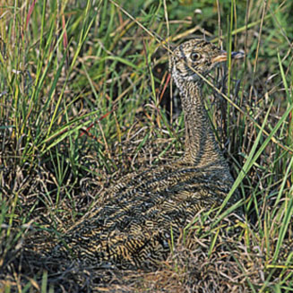 Afrotis afraoides (Northern black korhaan, White-quilled korhaan)