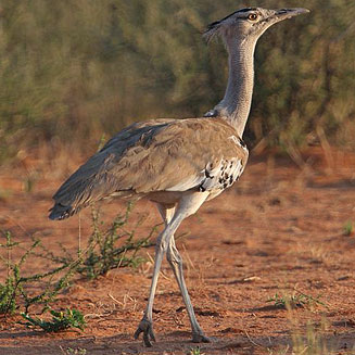Ardeotis kori (Kori bustard) 