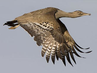 Ardeotis kori (Kori bustard)