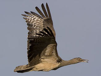 Ardeotis kori (Kori bustard)