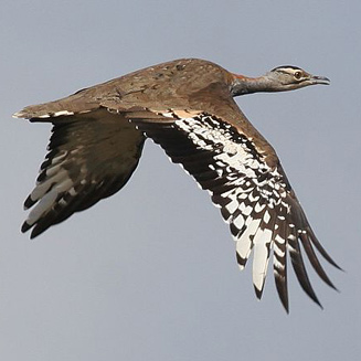 Neotis denhami (Denham's bustard, Stanley's bustard)