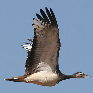Neotis denhami (Denham's bustard, Stanley's bustard)