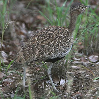 Lophotis ruficrista (Red-crested korhaan) 