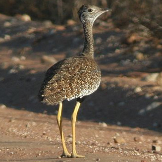 Afrotis afra (Southern black korhaan) 