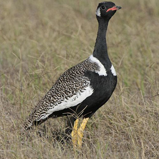 Afrotis afra (Southern black korhaan) 