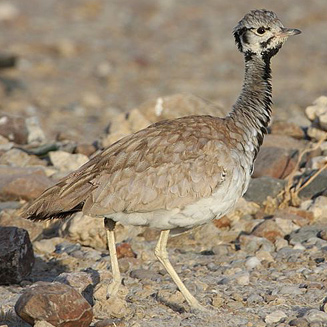 Eupodotis rueppellii (Rppell's korhaan) 