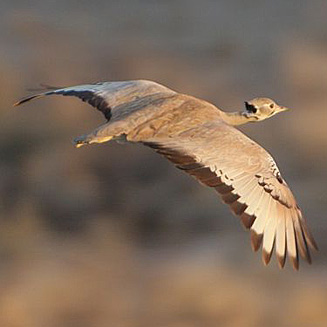 Eupodotis rueppellii (Rppell's korhaan) 