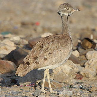 Eupodotis rueppellii (Rppell's korhaan) 