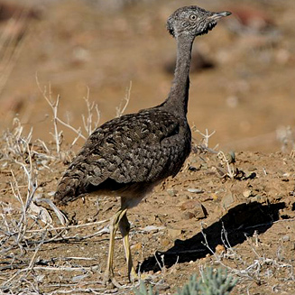 Eupodotis vigorsii (Karoo korhaan)