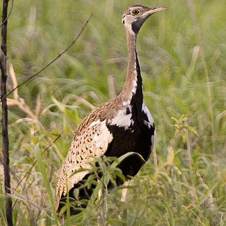 Lissotis melanogaster (Black-bellied bustard, Black-bellied korhaan) 