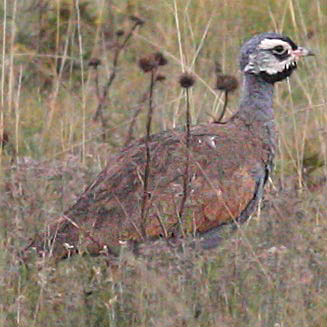 Eupodotis caerulescens (Blue korhaan) 