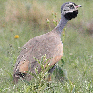 Eupodotis caerulescens (Blue korhaan) 