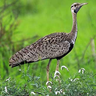 Lissotis melanogaster (Black-bellied bustard, Black-bellied korhaan)