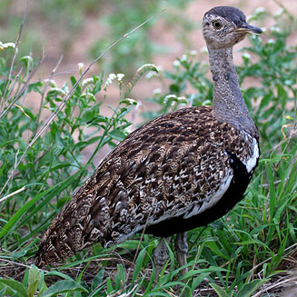 Lophotis ruficrista (Red-crested korhaan) 