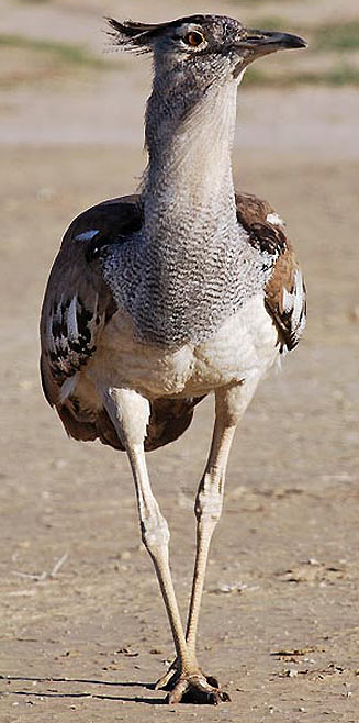 Ardeotis kori (Kori bustard) 