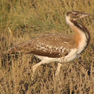 Neotis ludwigii (Ludwig's bustard) 