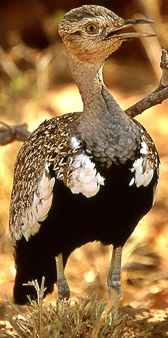 Lophotis ruficrista (Red-crested korhaan) 