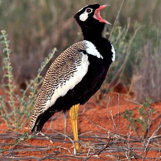 Afrotis afraoides (Northern black korhaan, White-quilled korhaan)