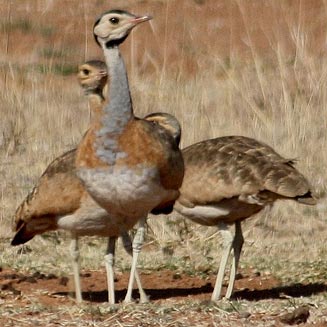 Eupodotis senegalensis (White-bellied korhaan)