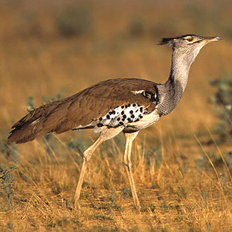 Ardeotis kori (Kori bustard) 