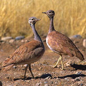 Eupodotis rueppellii (Rppell's korhaan)