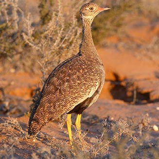 Afrotis afraoides (Northern black korhaan, White-quilled korhaan)
